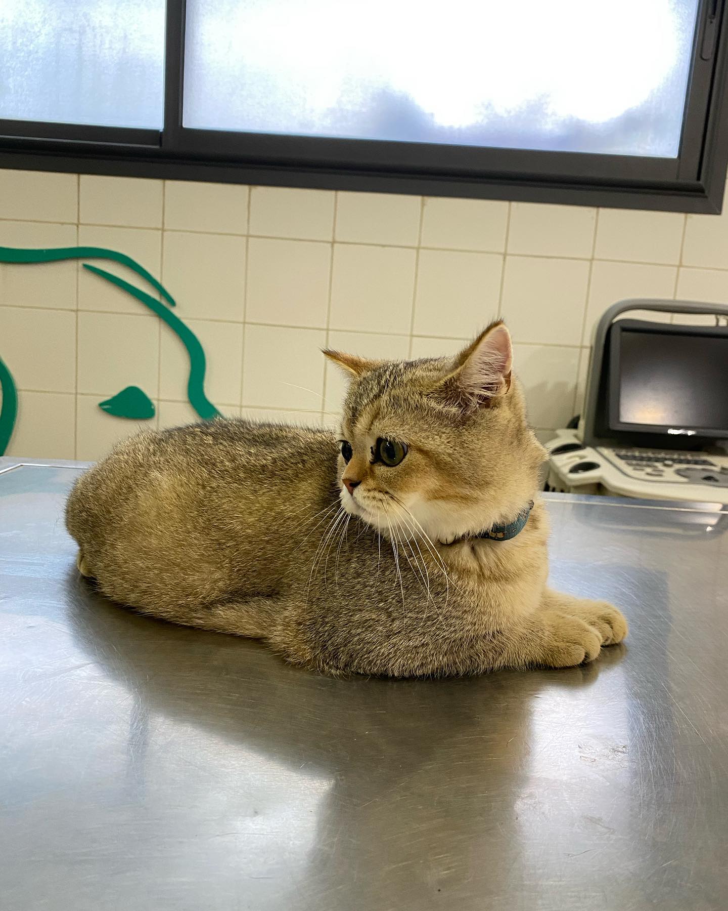 Chat installé sur la table d'examen à côté de l'échographe de la clinique