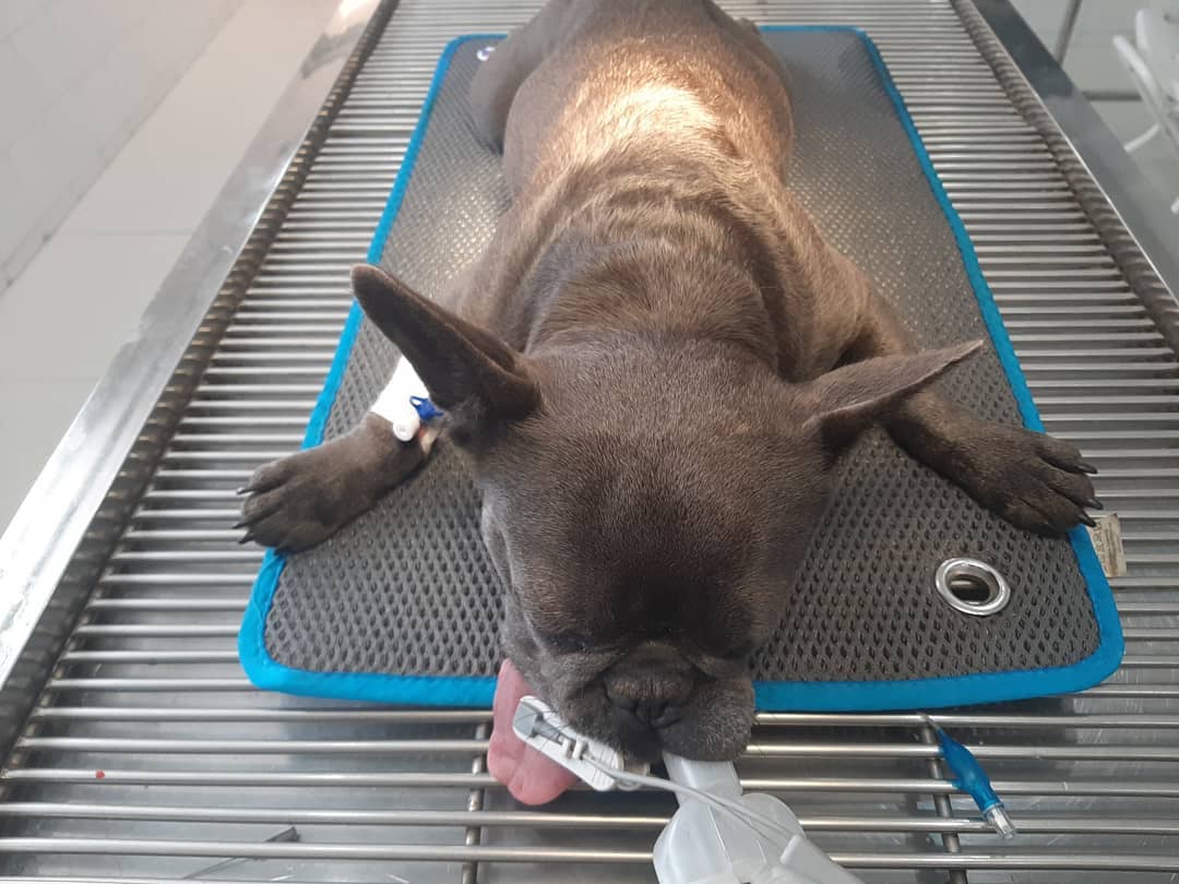 Chien endormi sous anesthésie surveillée sur la table de chirurgie