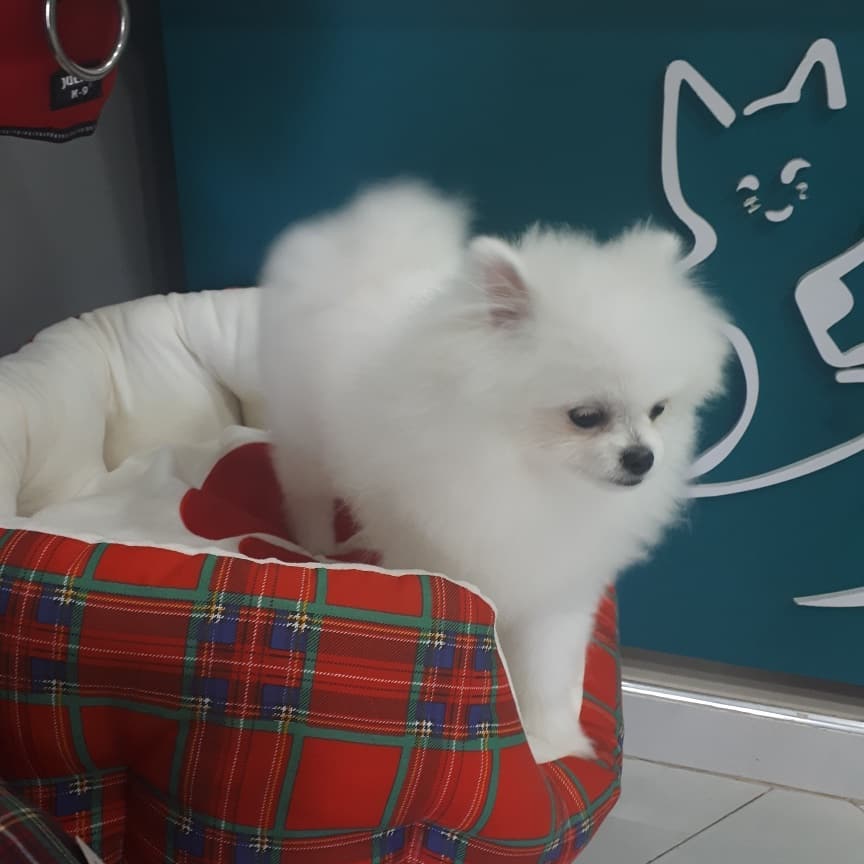 Petit spitz blanc installé dans un panier à la clinique